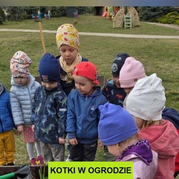 Kotki w ogrodzie